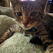 Rocket joined the competition — help win amazing prizes! cat, tabby_cat, pet, animal, close_up, portrait, whiskers, green_eyes, collar, bell, fur, striped_fur, lying_down, blanket, cozy, indoor, home, soft_texture, face, curious