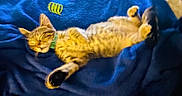Rocket joined the competition — help win amazing prizes! cat, tabby, orange_cat, sleeping, relaxed, lying_down, belly_up, paws_up, green_collar, blue_blanket, bed, indoor, cozy, pet, furry, striped_fur, toy, spring_toy, nap, cute