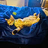 cat, tabby, orange_cat, sleeping, relaxed, lying_down, belly_up, paws_up, green_collar, blue_blanket, bed, indoor, cozy, pet, furry, striped_fur, toy, spring_toy, nap, cute