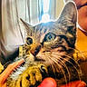 cat, tabby_cat, pet, animal, feline, close_up, portrait, whiskers, striped_fur, green_eyes, wide_eyes, raised_paw, indoors, window, curtains, cuddling, human_arms, orange_clothing, cozy, photography