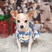 Kirby is registered to the contest to win money with this photo: dog, chihuahua, small_dog, pet, animal, blue_dress, floral_pattern, fur, ears, cute, holiday, decorations, gift_boxes, white_rug, indoors, portrait, sitting, front_view, domestic_animal, soft_focus
