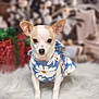 dog, chihuahua, small_dog, pet, animal, blue_dress, floral_pattern, fur, ears, cute, holiday, decorations, gift_boxes, white_rug, indoors, portrait, sitting, front_view, domestic_animal, soft_focus