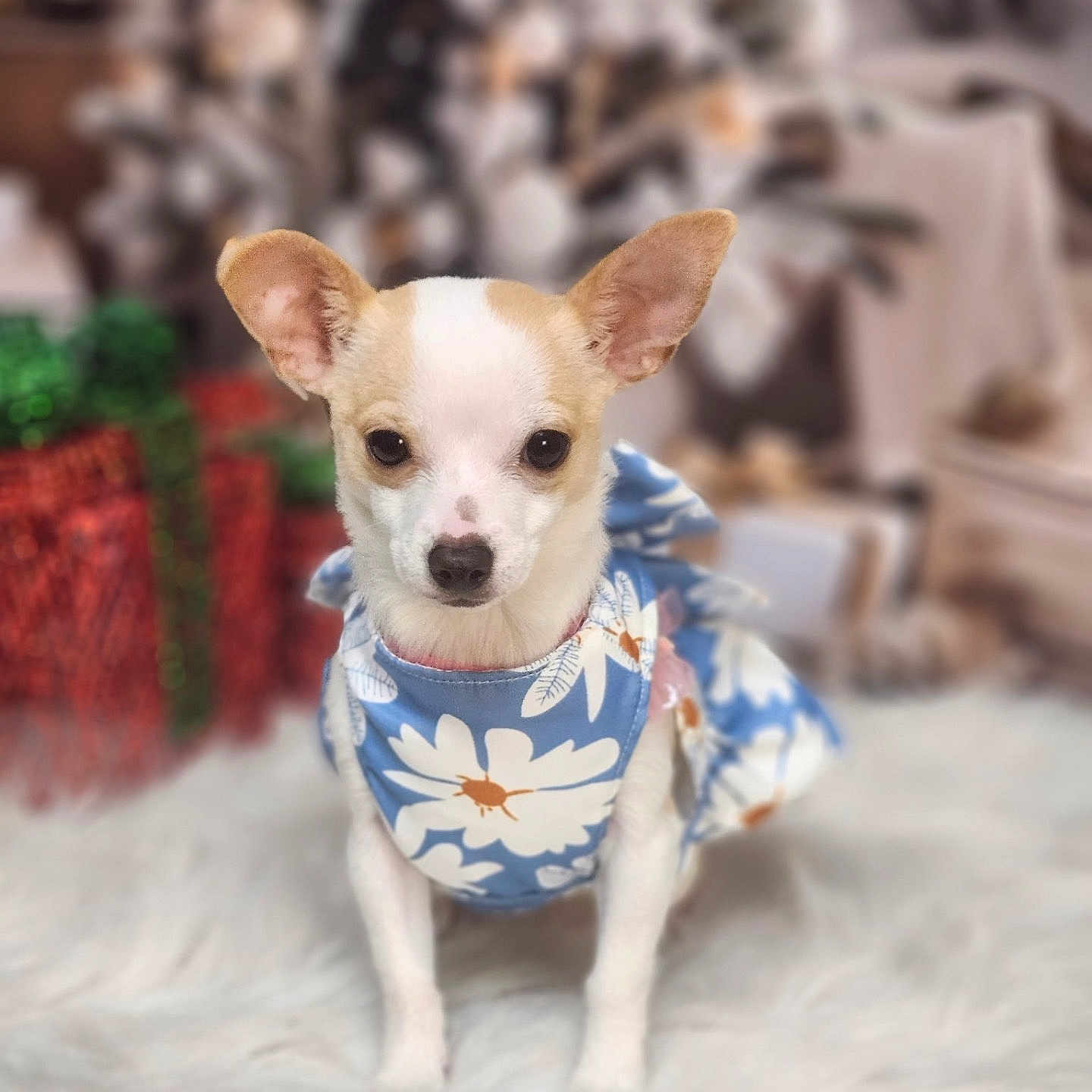 Kirby is registered to the contest to win money with this photo: animal, blue_dress, chihuahua, cute, decorations, dog, domestic_animal, ears, floral_pattern, front_view, fur, gift_boxes, holiday, indoors, pet, portrait, sitting, small_dog, soft_focus, white_rug