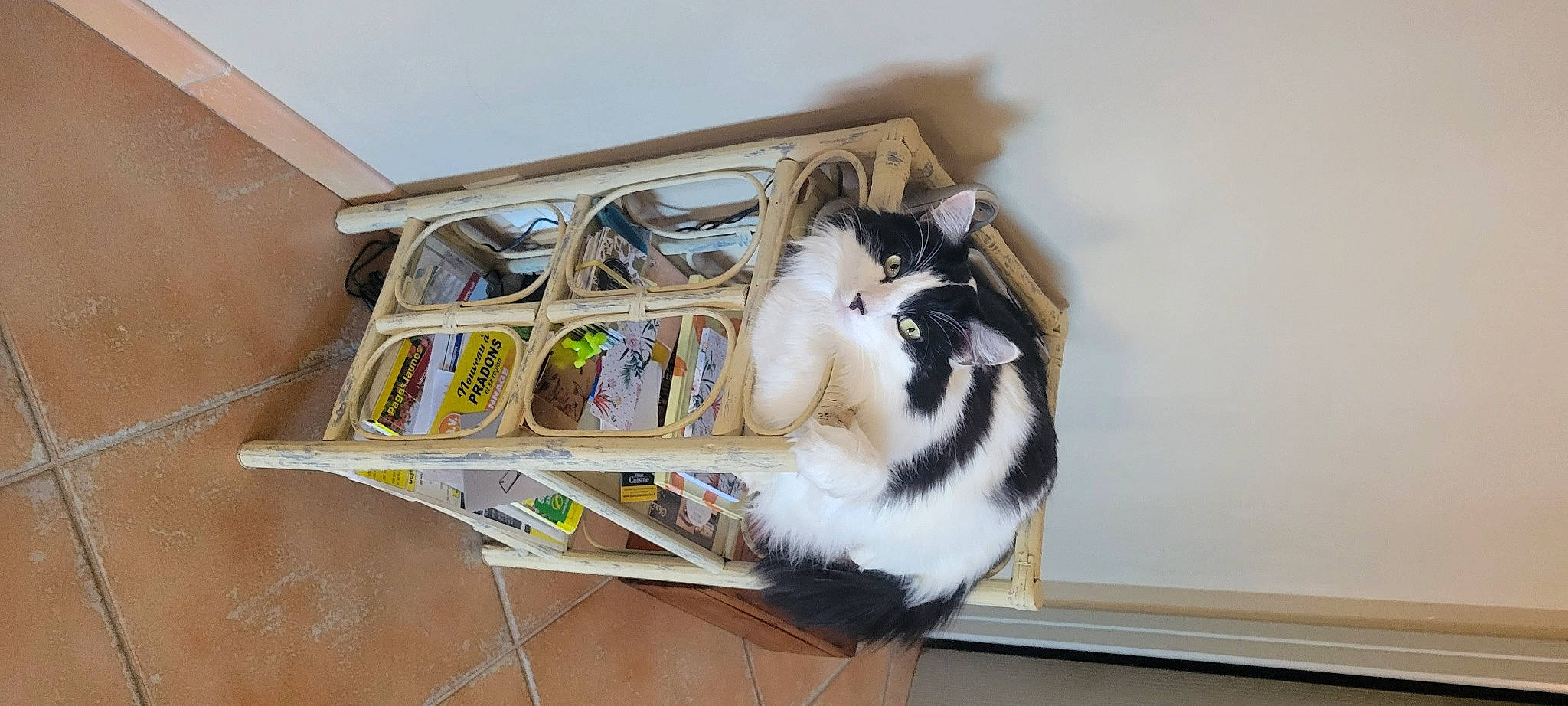 Pilou participe au concours pour gagner de l'argent avec cette photo : art, bookcase, box, cardboard, carnivore, cat, domestic_short_haired_cat, drawer, felidae, fur, hardwood, house, publication, room, shelf, shelving, small_to_medium_sized_cats, tail, whiskers, wood