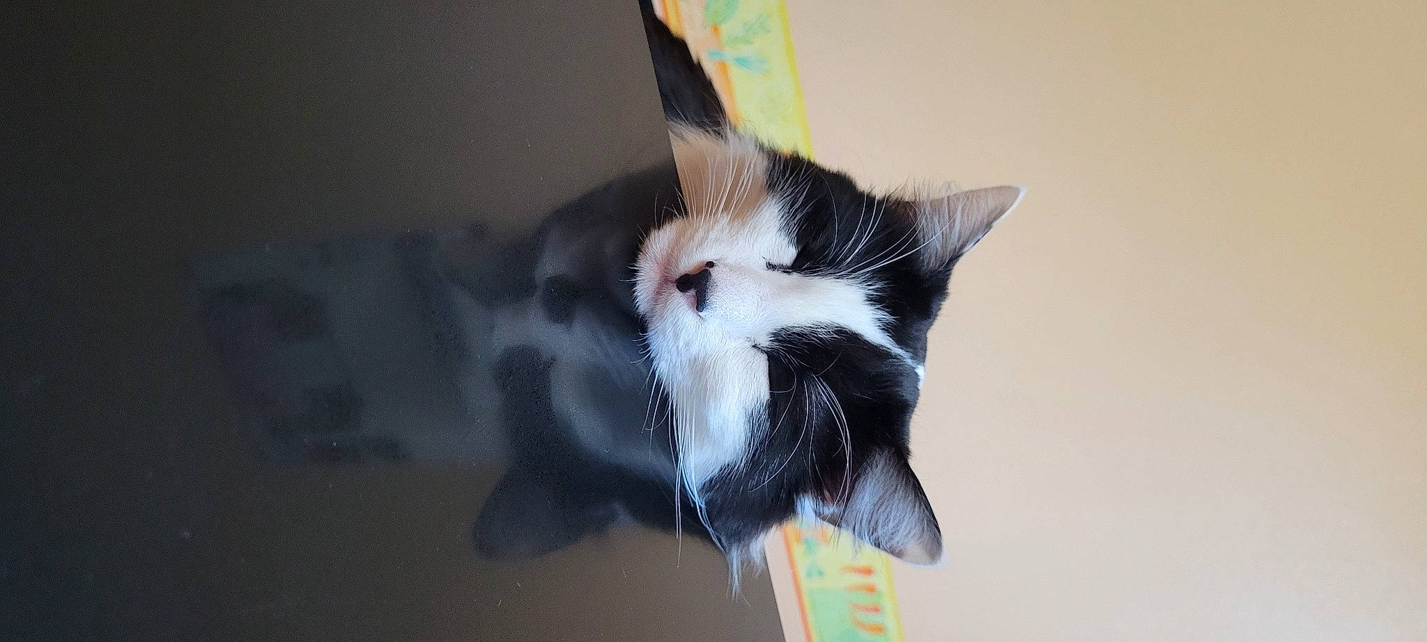 Pilou a rejoint le concours — aidez-le/la à gagner de superbes lots ! art, cardboard, carnivore, cat, domestic_short_haired_cat, felidae, fur, small_to_medium_sized_cats, snout, tail, tree, visual_arts, whiskers, window