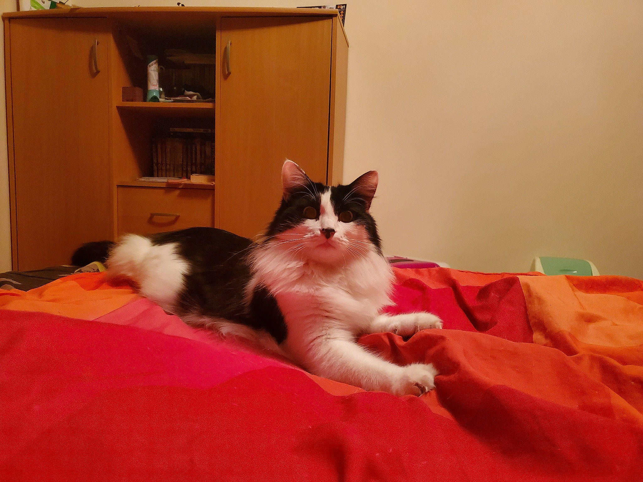 Pilou participe au concours pour gagner de l'argent avec cette photo : bedding, bookcase, cabinetry, carnivore, cat, chest_of_drawers, comfort, domestic_short_haired_cat, drawer, felidae, fur, hardwood, linens, paw, room, shelf, shelving, small_to_medium_sized_cats, television, whiskers