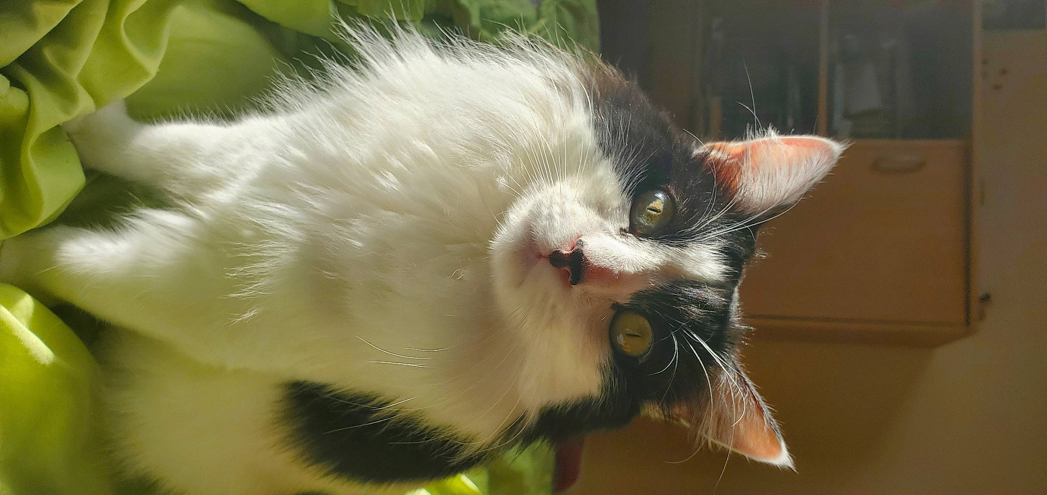 Pilou a rejoint le concours — aidez-le/la à gagner de superbes lots ! carnivore, cat, claw, domestic_short_haired_cat, eye, fang, felidae, fur, grass, paw, plant, small_to_medium_sized_cats, snout, tail, tree, whiskers, window, yawn