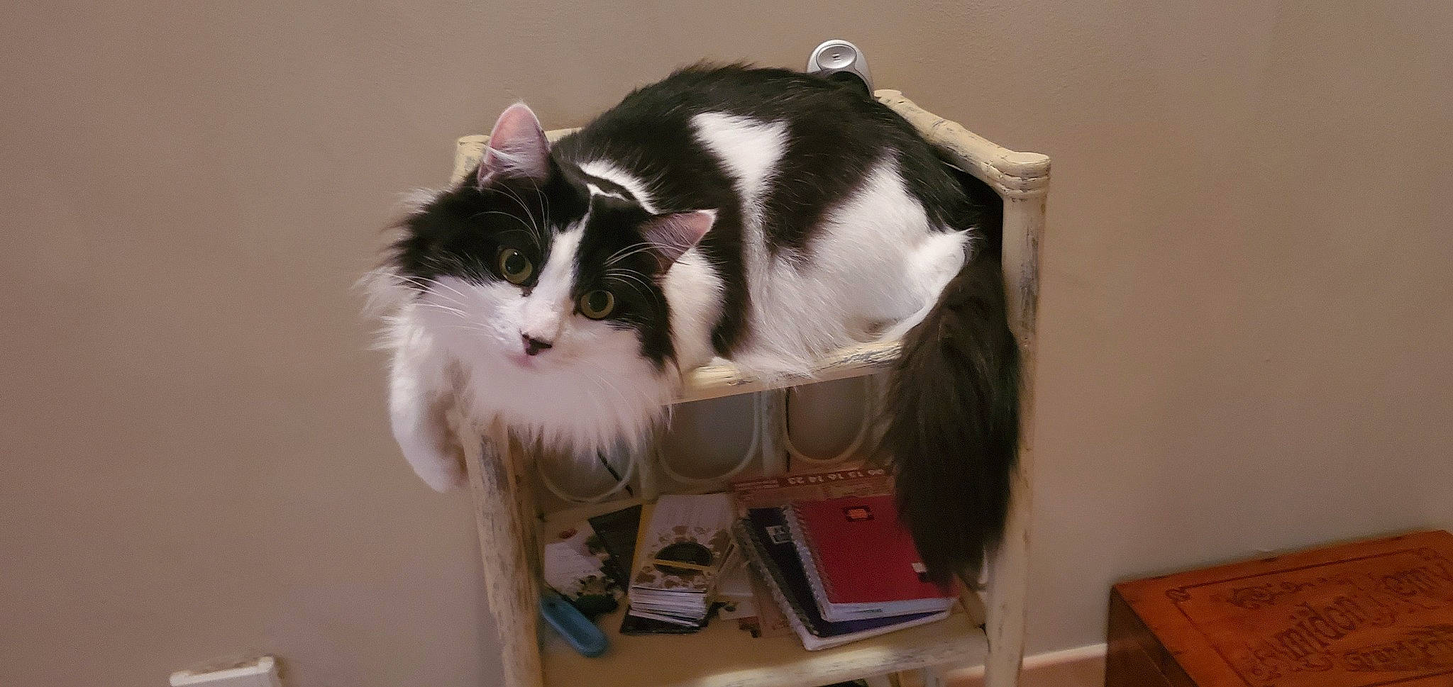 Pilou a rejoint le concours — aidez-le/la à gagner de superbes lots ! box, carnivore, cat, cat_supply, domestic_short_haired_cat, felidae, fur, pet_supply, small_to_medium_sized_cats, tail, whiskers