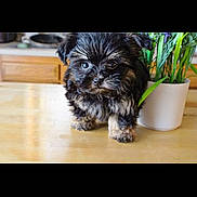 Ivy joined the competition — help win amazing prizes! puppy, dog, table, plant, pot, wood, fur, cute, small, indoor, pet, animal, young, black, brown, curious, adorable, domestic, furry, face