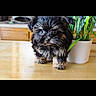 adorable, animal, black, brown, curious, cute, dog, domestic, face, fur, furry, indoor, pet, plant, pot, puppy, small, table, wood, young