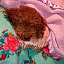 Penny joined the competition — help win amazing prizes! dog, blanket, pink, brown, floral_pattern, pillow, cozy, fur, resting, indoor, curly_fur, sleepy, soft_texture, comfort, pet, animal, snuggled, warm, relaxed, bed