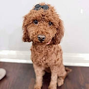 Penny joined the competition — help win amazing prizes! adorable, baseboard, big_eyes, bow, brown_fur, collar, curly_fur, cute, dog, domestic_animal, hardwood_floor, indoor, looking_up, nose, pet, poodle, portrait, sitting, small_dog, white_wall