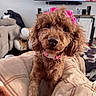 big_eyes, blanket, bow, brown_poodle, carpet, close_up, collar, couch, cute, dog, fur, indoor, living_room, nose, pet, pink_bow, plush_toy, poodle, portrait, television