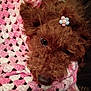 dog, brown, cute, flower, hair_clip, crocheted_blanket, pink, white, cozy, pet, fur, animal, close_up, indoors, soft_texture, adorable, resting, companion, portrait, cute_dog