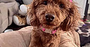 Penny joined the competition — help win amazing prizes! big_eyes, blanket, bow, brown_poodle, carpet, close_up, collar, couch, cute, dog, fur, indoor, living_room, nose, pet, pink_bow, plush_toy, poodle, portrait, television