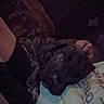 animal, brindle, casual, clothing, comfort, companion, cozy, dark, dog, fabric, friendship, grainy, hand, indoor, lap, person, petting, quiet, relaxing, resting