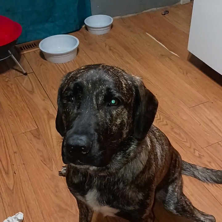 Mave is registered to the contest to win money with this photo: dog, brindle_coat, wooden_floor, kitchen, bowl, pet, animal, indoor, flooring, furniture, waiting, seated, companion, canine, domestic, quiet, calm, brown, black, home