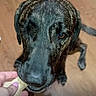 Mave joined the competition — help win amazing prizes! animal, black, brindle_coat, brown, canine, closeup, dog, ears, flooring, hand, indoor, mouth, paw, pet, sniffing, storage_notification, treat, user_interface, video_screenshot, wooden_floor