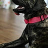 Mave joined the competition — help win amazing prizes! dog, brindle, collar, pink_collar, panting, mouth_open, indoor, wooden_floor, animal, pet, canine, resting, lying_down, blurred_background, colorful_background, domestic, fur, closeup, side_view, happy