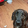 Mave is registered to the contest to win money with this photo: animal, background, bowl, brindle, brown, canine, curtain, dog, domestic, floor, flooring, furniture, grill, indoor, looking_up, pet, red, room, white, wooden_floor