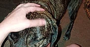Mave is registered to the contest to win money with this photo: dog, pet, hand, lap, person, indoor, brindle, animal, companion, affection, resting, bare_leg, shorts, carpet, furniture, casual, comfort, human_animal_interaction, relaxation, domestic