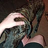 affection, animal, bare_leg, brindle, carpet, casual, comfort, companion, dog, domestic, furniture, hand, human_animal_interaction, indoor, lap, person, pet, relaxation, resting, shorts