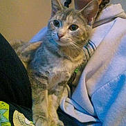 Katana is registered to the contest to win money with this photo: cat, tabby_cat, pet, feline, animal, person, hoodie, braids, lap, paws, whiskers, indoor, cozy, sitting, portrait, closeup, fabric, casual_clothing, relaxing, home