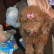 Pennys joined the competition — help win amazing prizes! dog, brown_dog, bow, couch, pillow, blanket, phone, book, indoor, pet, curly_fur, small_dog, toy, cozy, seated, looking, furry, domestic_animal, living_room, stuffed_animal