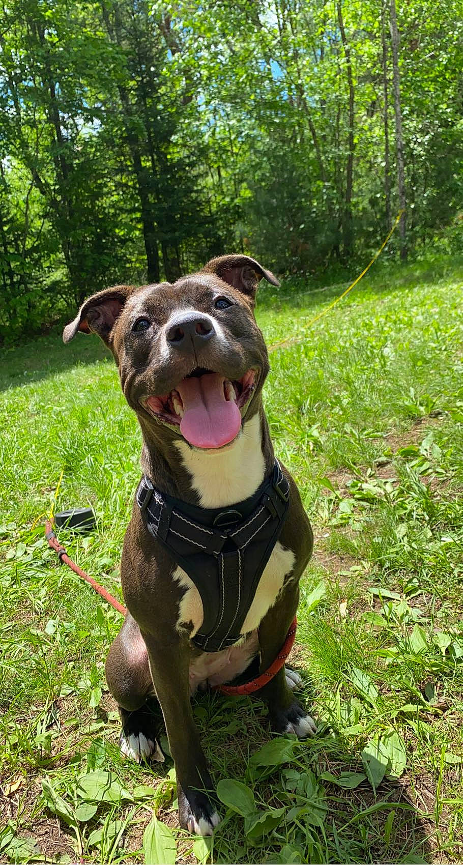 Lola is registered to the contest to win money with this photo: canidae, carnivore, collar, companion_dog, dog, dog_breed, dog_collar, fashion_accessory, fawn, grass, leash, liver, plant, snout, sporting_group, tail, tree, whiskers, working_animal, working_dog