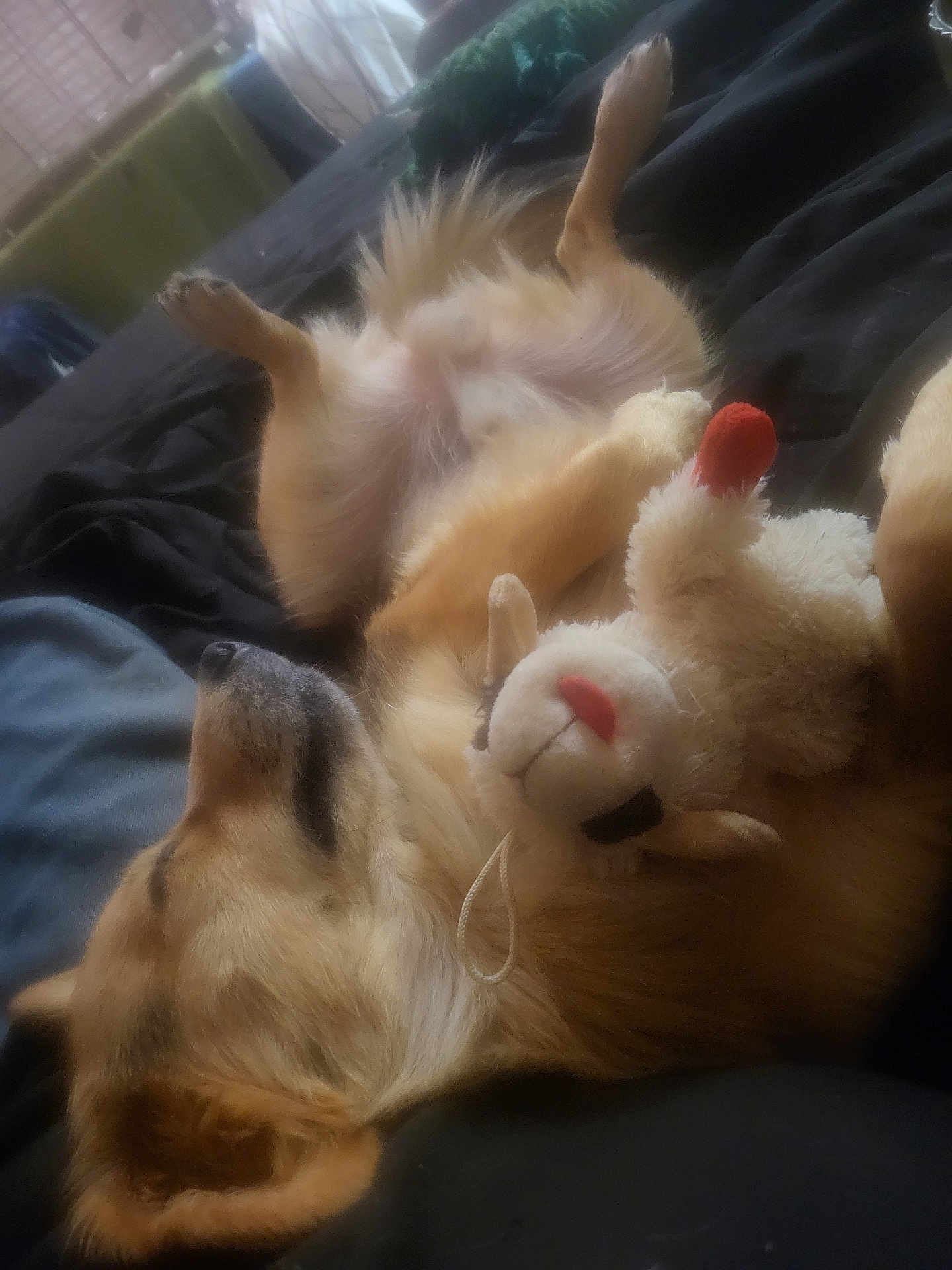 Bear