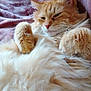 cat, fluffy, orange_cat, pet, relaxed, indoor, furry, paws, closeup, cozy, sleepy, soft_texture, animal, mammal, whiskers, fur, resting, cute, companion, domestic_cat