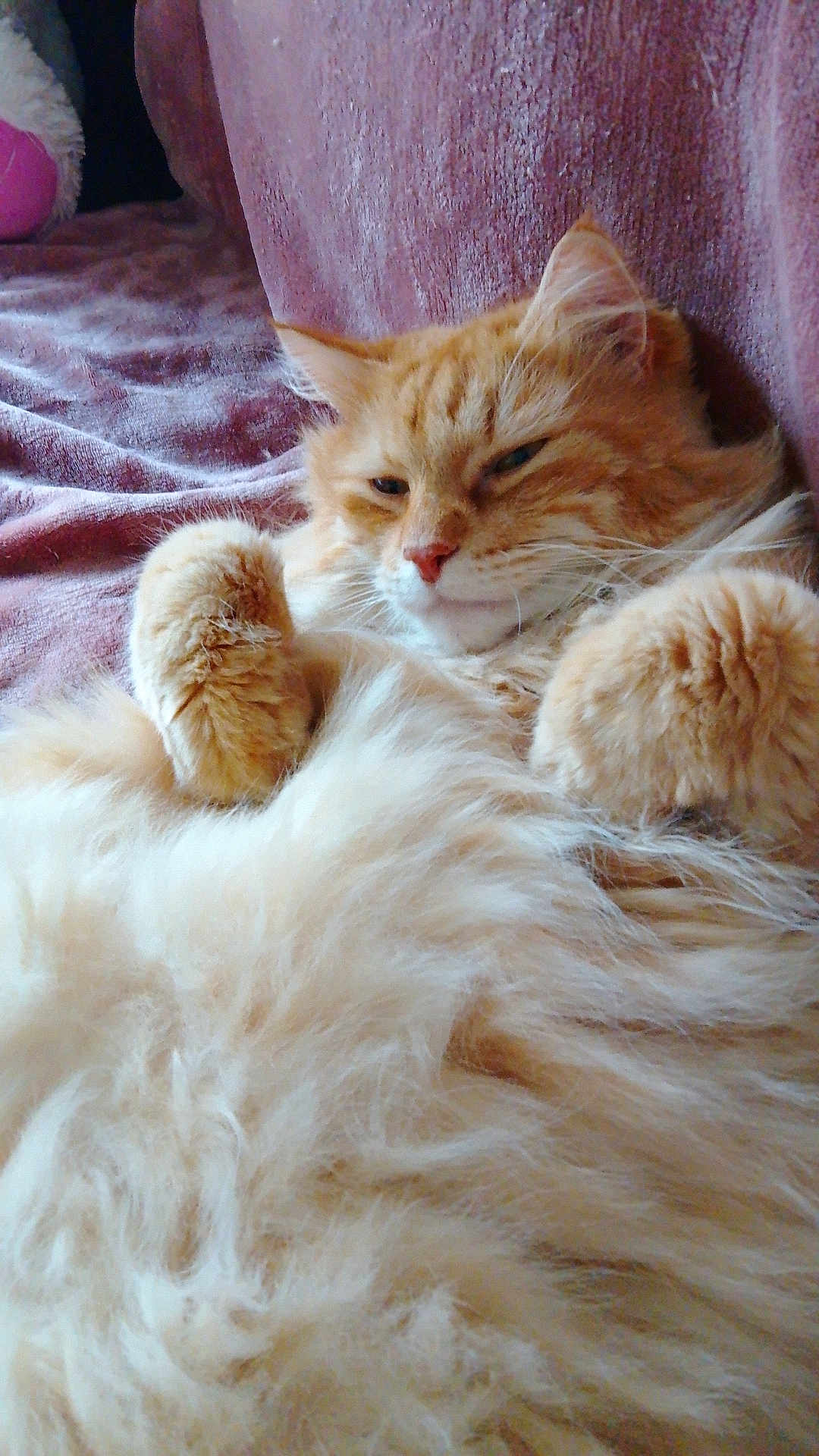 Nem'S participe au concours pour gagner de l'argent avec cette photo : cat, fluffy, orange_cat, pet, relaxed, indoor, furry, paws, closeup, cozy, sleepy, soft_texture, animal, mammal, whiskers, fur, resting, cute, companion, domestic_cat