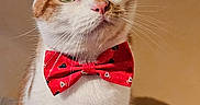 Taïko participe au concours pour gagner de l'argent avec cette photo : abyssinian, accessories, animal, bandana, bowtie, cat, collar, formalwear, headband, kitten, leash, manx, necktie, pet, siamese, strap, tie