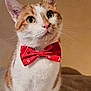 Taïko participe au concours pour gagner de l'argent avec cette photo : abyssinian, accessories, animal, bandana, bowtie, cat, collar, formalwear, headband, kitten, leash, manx, necktie, pet, siamese, strap, tie