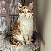 Taïko a rejoint le concours — aidez-le/la à gagner de superbes lots ! animal, books, bookshelf, calm, cat, cat_tree, cozy, curious, domestic_cat, dvds, feline, furniture, home, indoor, looking_at_camera, orange_and_white_cat, pet, portrait, sitting, soft_lighting