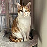 animal, books, bookshelf, calm, cat, cat_tree, cozy, curious, domestic_cat, dvds, feline, furniture, home, indoor, looking_at_camera, orange_and_white_cat, pet, portrait, sitting, soft_lighting