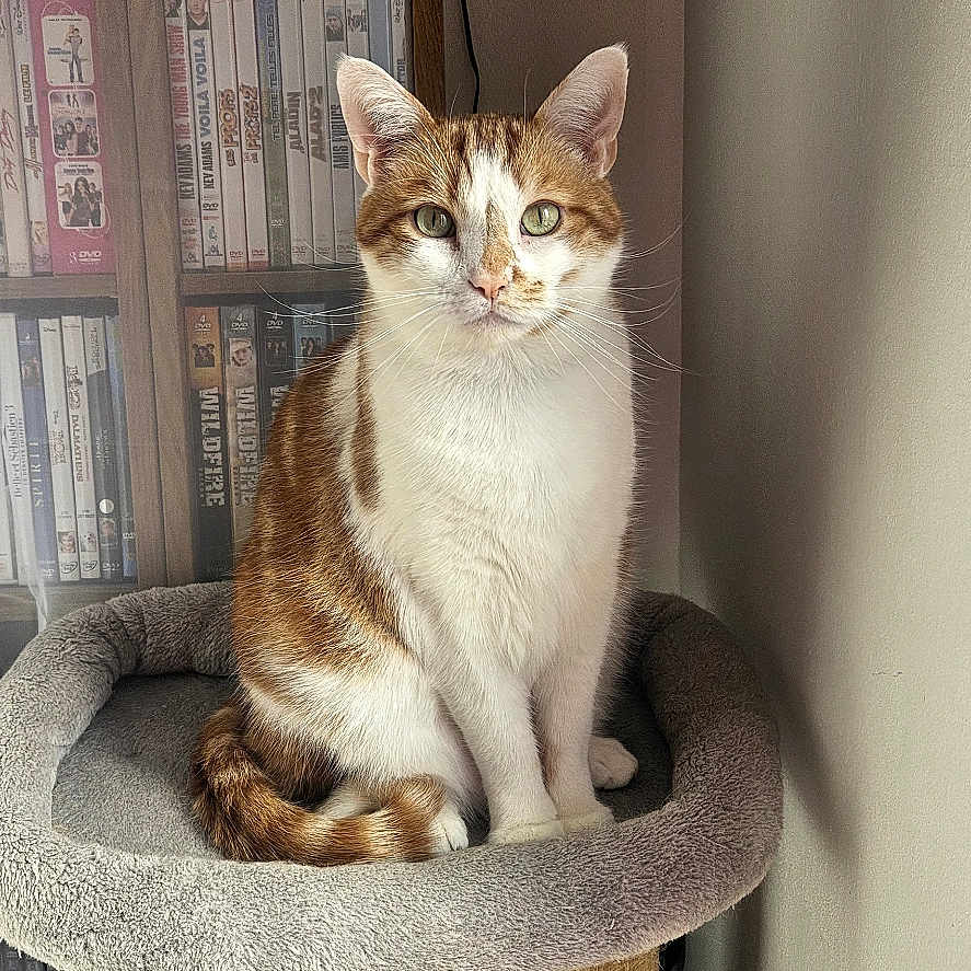 Taïko