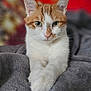 Taïko participe au concours pour gagner de l'argent avec cette photo : cat, orange_and_white, green_eyes, blanket, indoor, pet, feline, portrait, close_up, relaxed, cozy, soft_texture, animal, whiskers, ears, fur, laying_down, looking_at_camera, domestic_cat, resting