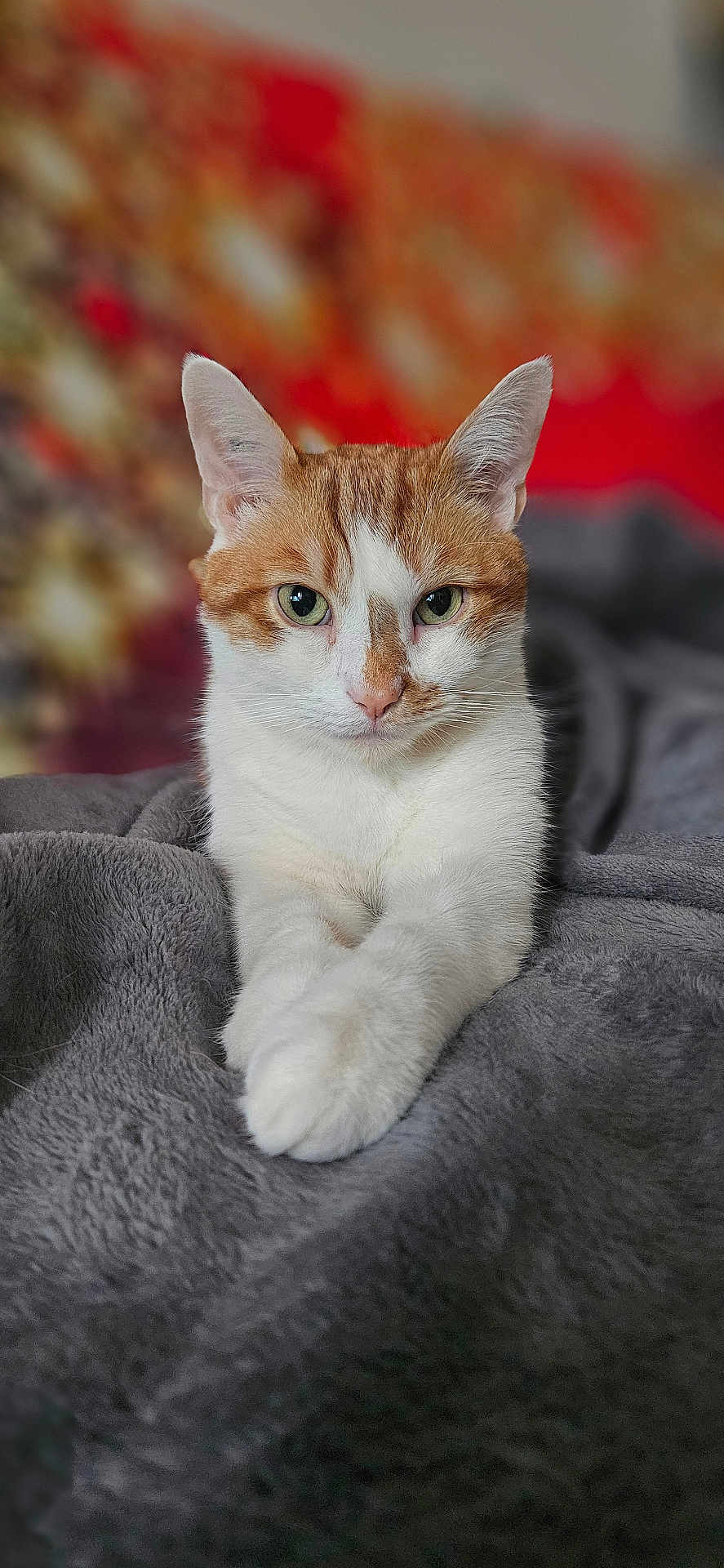 Taïko participe au concours pour gagner de l'argent avec cette photo : cat, orange_and_white, green_eyes, blanket, indoor, pet, feline, portrait, close_up, relaxed, cozy, soft_texture, animal, whiskers, ears, fur, laying_down, looking_at_camera, domestic_cat, resting