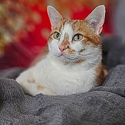 Taïko a rejoint le concours — aidez-le/la à gagner de superbes lots ! cat, orange_and_white, pet, indoor, blanket, soft_texture, relaxed, feline, fur, close_up, portrait, green_eyes, whiskers, ears, bedroom, colorful_background, cozy, comfort, resting, domestic_animal