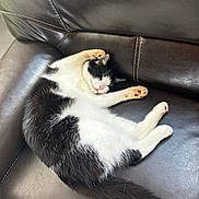 Raoul participe au concours pour gagner de l'argent avec cette photo : cat, sleeping_cat, tuxedo_cat, pet, indoor, couch, leather, paw, whiskers, tail, pink_nose, relaxed, close_up, pet_hair, upholstery, stitching, sunlight, nap, domestic_cat, animal