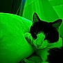 Raoul participe au concours pour gagner de l'argent avec cette photo : cat, pet, feline, sleeping, pillow, blanket, indoor, fur, whiskers, ear, cozy, closeup, portrait, domestic_animal, nighttime, neon_light, green_tint, bedding, relaxed, resting