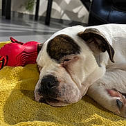 Versailles participe au concours pour gagner de l'argent avec cette photo : dog, puppy, sleeping, bulldog, close_up, nose, paw, ear, yellow_blanket, red_toy, indoor, floor, leather_chair, plant, table, cozy, pet, muzzle, whiskers, portrait