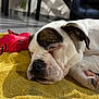 dog, puppy, sleeping, bulldog, close_up, nose, paw, ear, yellow_blanket, red_toy, indoor, floor, leather_chair, plant, table, cozy, pet, muzzle, whiskers, portrait