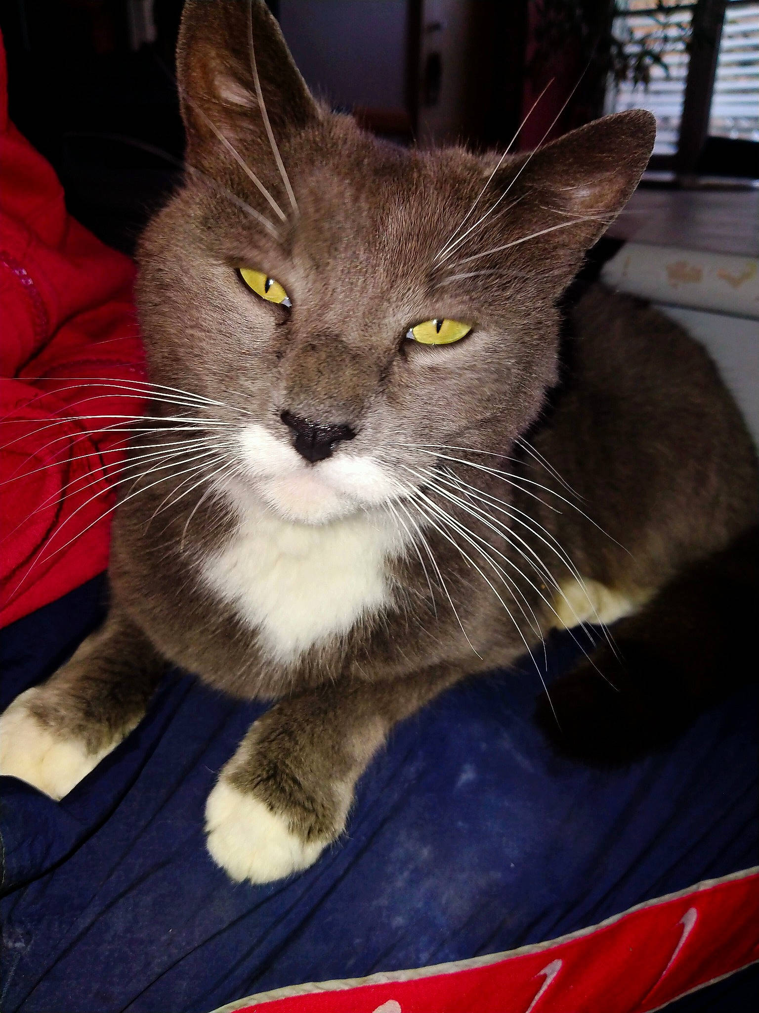 Micky participe au concours pour gagner de l'argent avec cette photo : carnivore, cat, cat_furniture, cat_supply, claw, domestic_short_haired_cat, electric_blue, felidae, fur, grey, mammal, paw, puzzle, russian_blue, small_to_medium_sized_cats, snout, tail, whiskers, window, window_blind