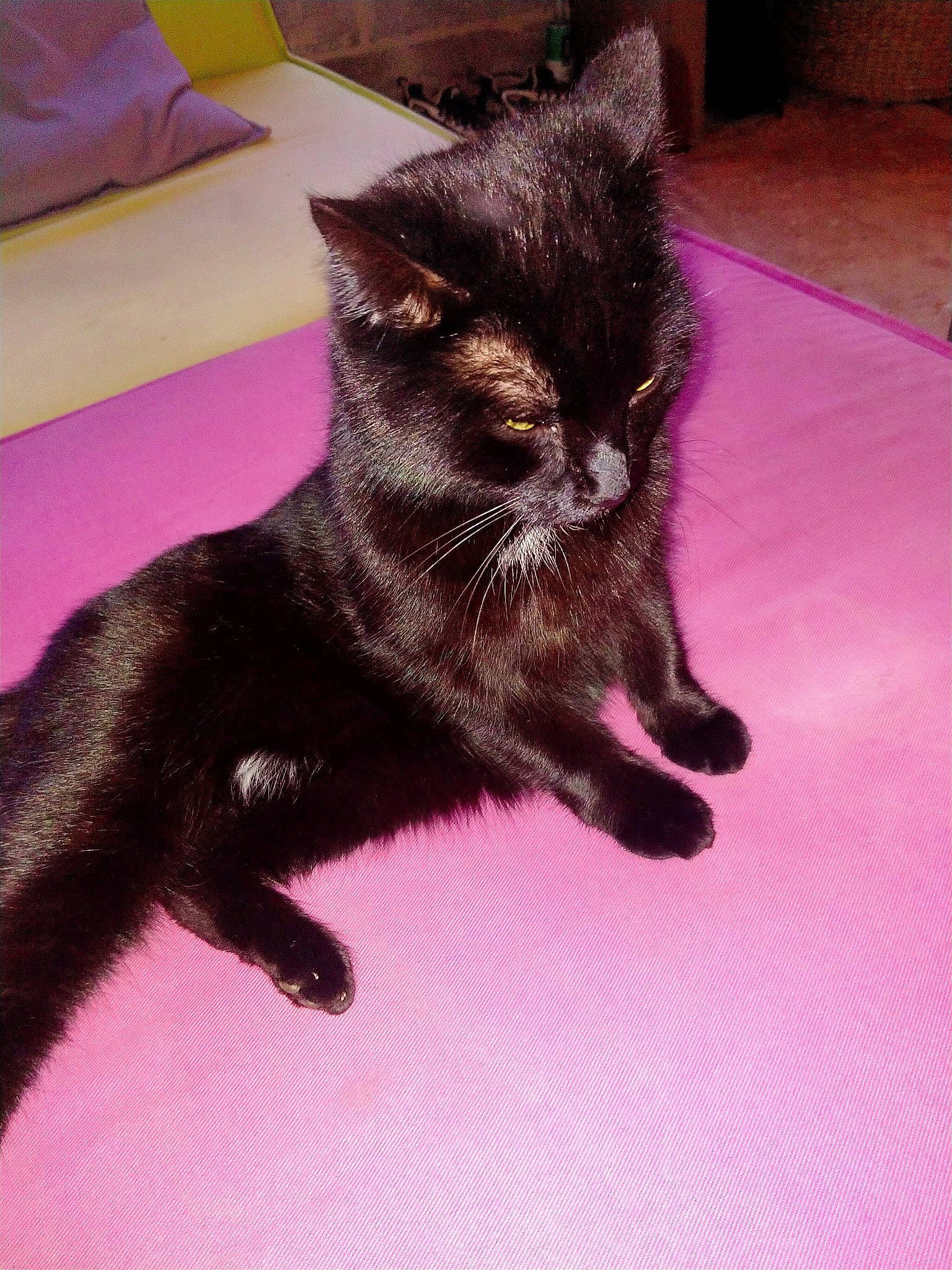 Orphé a rejoint le concours — aidez-le/la à gagner de superbes lots ! black_cat, bombay, carnivore, cat, claw, dog_breed, domestic_short_haired_cat, felidae, flooring, fur, havana_brown, human_leg, magenta, paw, plant, small_to_medium_sized_cats, snout, tail, terrestrial_animal, whiskers