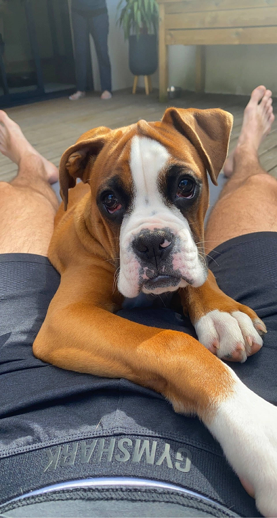 Taker a rejoint le concours — aidez-le/la à gagner de superbes lots ! bored, boxer, canidae, carnivore, chair, comfort, companion_dog, dog, dog_breed, dog_supply, fawn, flooring, hardwood, non_sporting_group, sporting_group, working_animal, working_dog, wrinkle