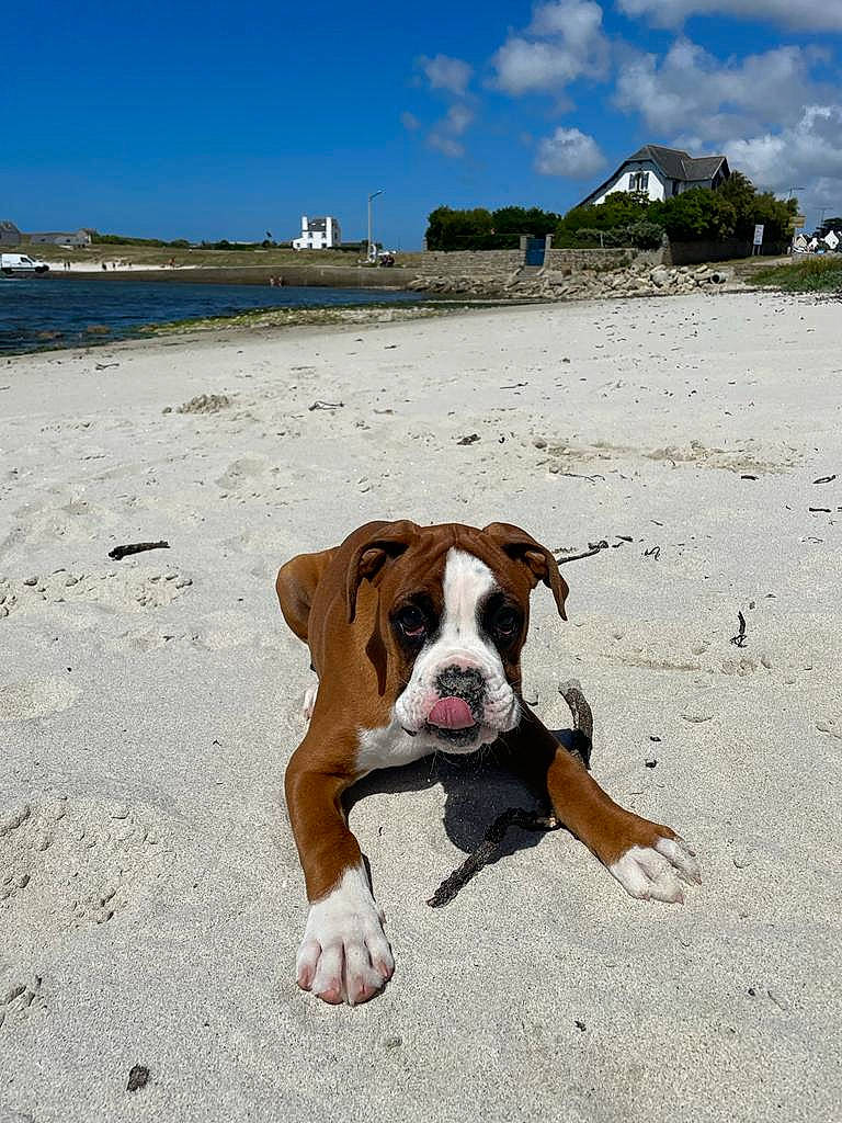 Taker participe au concours pour gagner de l'argent avec cette photo : beach, boxer, canidae, carnivore, cloud, coast, collar, companion_dog, dog, dog_breed, fawn, horizon, landscape, ocean, sand, shore, sky, sporting_group, water, working_animal