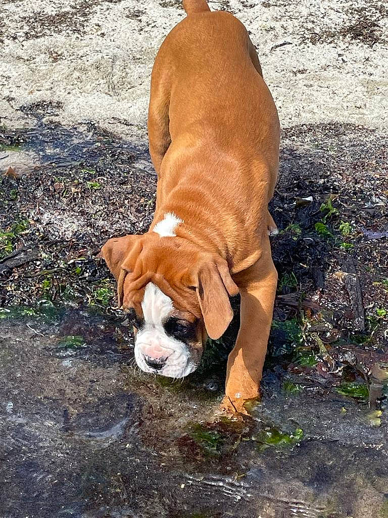 Taker participe au concours pour gagner de l'argent avec cette photo : boxer, bulldog, carnivore, companion_dog, dog, dog_breed, dog_collar, dog_supply, fawn, grass, liver, molosser, non_sporting_group, plant, sporting_group, tail, terrestrial_animal, working_animal, working_dog, wrinkle