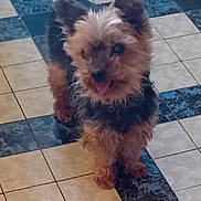 Galina participe au concours pour gagner de l'argent avec cette photo : dog, small_dog, fluffy, tongue_out, indoor, tile_floor, kitchen, blue_towel, pet, animal, curious, standing, fur, brown, black, ears, face, floor_pattern, home, domestic